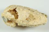 Fossil Clam with Fluorescent Calcite Crystals - Ruck's Pit, FL #191761-2